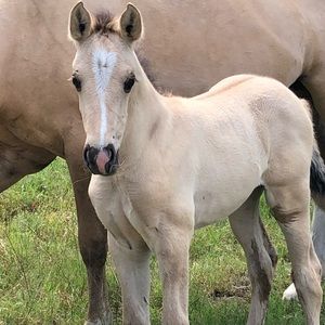 Meet your Posher, Victoria